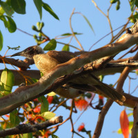 Helmeted Friarbird